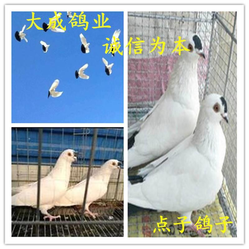 【点子鸽】观赏鸽子活体种鸽一对鸟