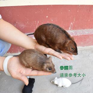 真皮彷真老鼠动物模型公仔玩偶吓人整盅神器假耗子家居摆饰