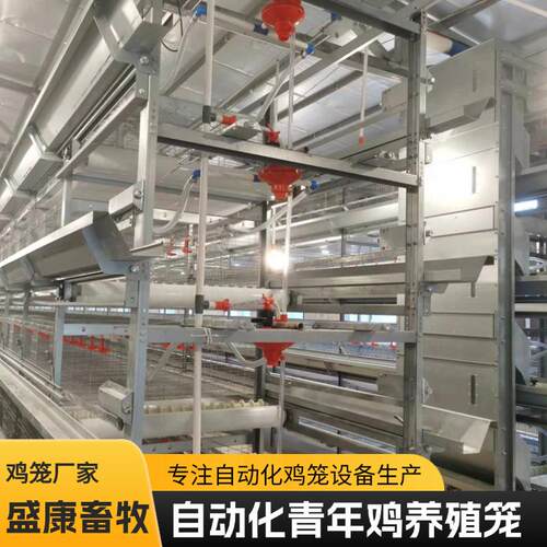 青年蛋鸡自动化养殖设备养鸡场多层叠式自动清粪捡蛋养殖蛋鸡笼