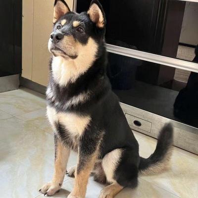 狗狗中华田园犬四眼狗活体纯种中华田园犬家养纯黑四眼铁包金狗狗