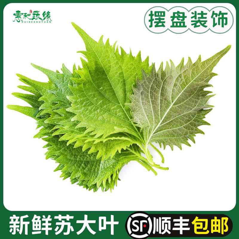 苏大叶新鲜苏子叶紫苏叶食用烤肉刺身日式料理菜装饰叶子点缀花草