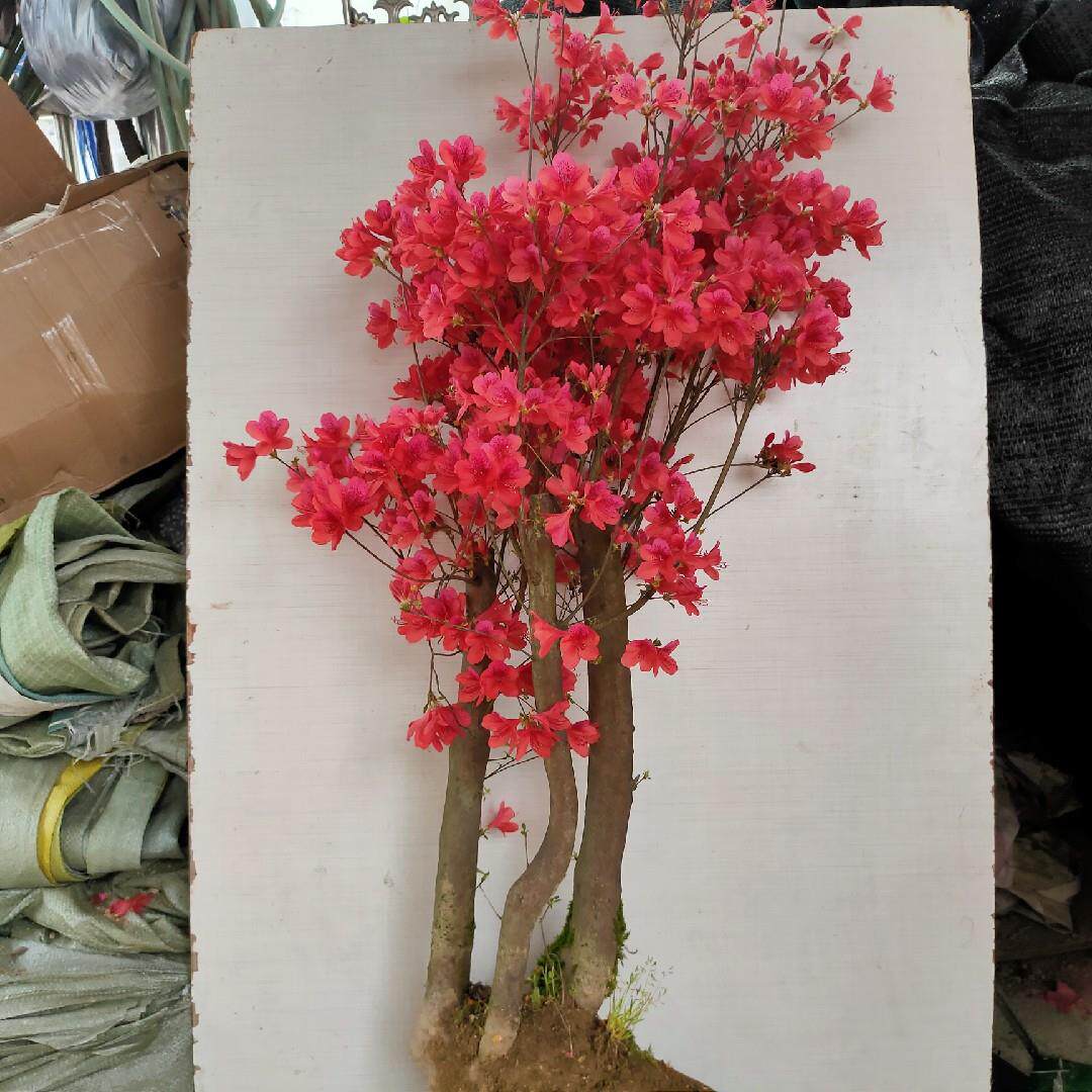 杜鹃老桩映山红盆景，移植成活多年，正宗大别山先花后叶品种