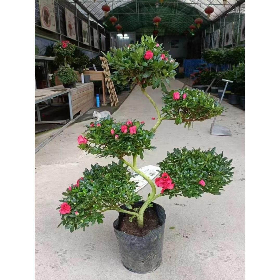 杜鹃造型盆栽花游龙盆景室内室外绿植花卉杨梅红樱桃红西玛小桃红