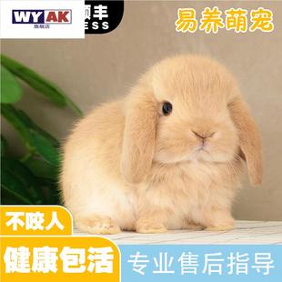 兔子活物小型迷你道奇侏儒荷兰纯种折耳兔宠好养猫猫霜白垂耳兔