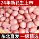 东北白沙花生米24年农家新货不带壳大颗粒新鲜粉皮花生仁散装 商用