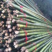 竿细竹搭条豆角黄瓜西竹柿番茄支撑架子旗红杆FS726403菜园支架爬