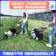 新碎草机还田170 型家用手推打除 188农用自走汽油割草果草园小款