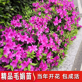 毛杜鹃夏娟毛鹃花苗茶梅苗毛娟映山红小苗花庭院花坛开花植物树苗