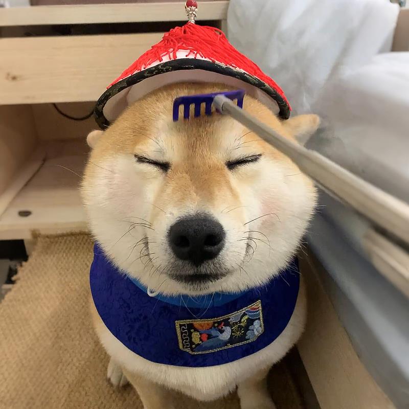 狗狗痒痒挠互动型玩具头部按摩梳多功能宠物专用狗狗猫猫咪可用
