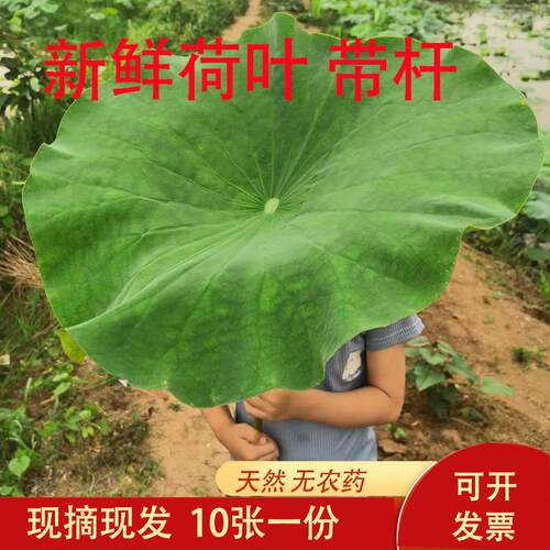 新疆包邮杭州发货新鲜荷叶整张带杆带梗莲叶插花装饰荷叶茶荷叶鸡