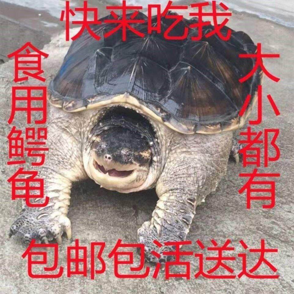 鳄龟活物食用肉龟鳄龟大鳄 食用鳄鱼龟大的食用乌龟活物大个10斤