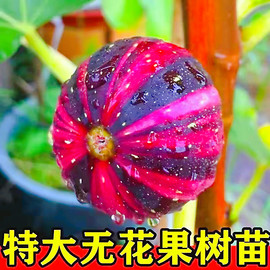 特大无花果苗盆栽地栽矮化无花果树苗四季当年结果波姬红无花果苗