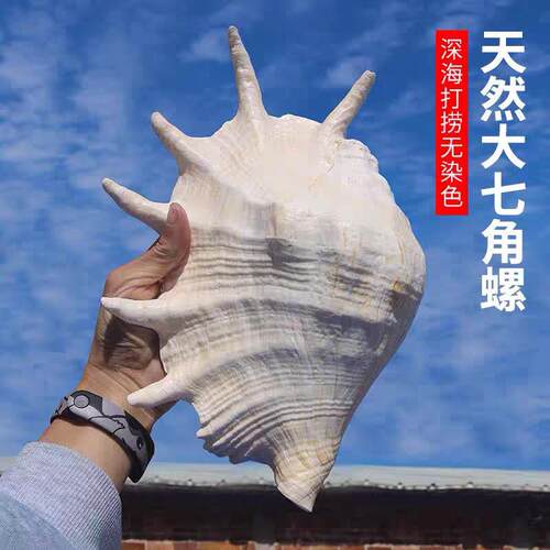超大七角螺特大海螺天然贝壳地中海鱼缸装饰水族造景收藏摆件