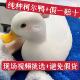 纯种柯尔鸭活苗宠物进口柯尔鸭幼仔崽鸭柯尔鸭成年宠物鸭子科尔鸭