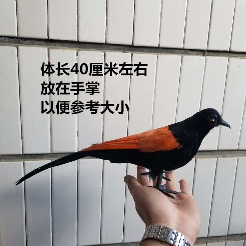 仿真红毛鸡模型羽毛小鸟工艺品教学演示装饰品小摆件橱窗美陈道具