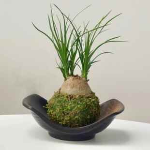 水培植物酒瓶兰盆栽苔藓球创意网红盆景绿植室内好养懒人耐旱花卉