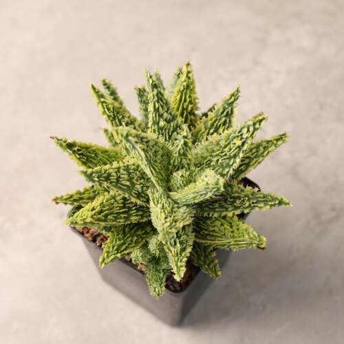 【朴原】名品园艺芦荟 Aloe Hybrids 精品精选超级芦荟每周三更新