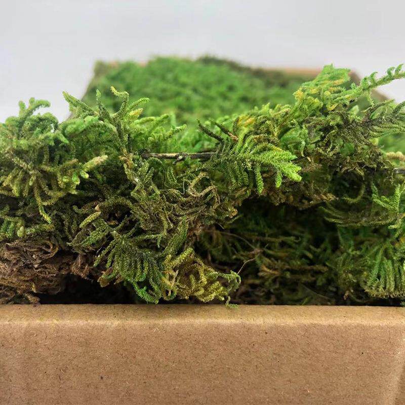 新款直销大灰藓新款永生苔藓植被藓仿真植物墙背景墙苔藓墙永生花