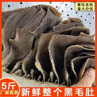 毛肚新鲜整个5斤商用牛百叶黑千层肚大叶片牛肚火锅食材黑毛肚