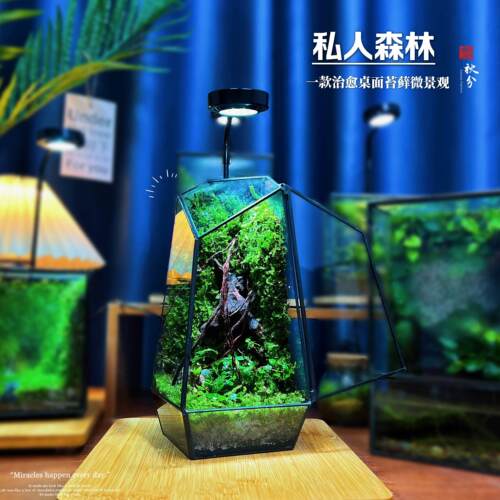 创意苔藓微景观桌面盆栽绿植生态景观摆件室内办公懒人好养