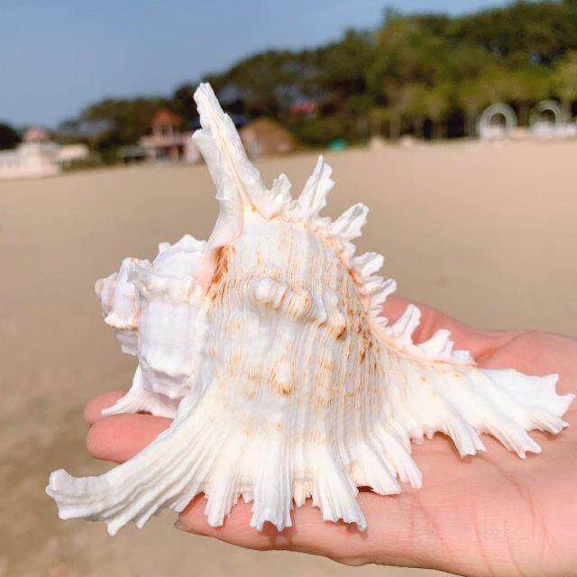 天然海螺海星水族箱造景装饰贝壳标本摆件工艺品万宝螺四大名螺