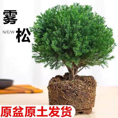 雾松小盆景办公室客厅四季常青绿植观叶好养植物花卉盆栽净化空气