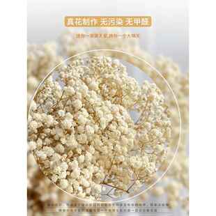 满天星干花花束500g云南永生花基地直发真花花材天然风干