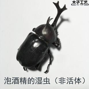 苹 绿金龟子独角仙昆虫蝴蝶标本真虫动物自选虫教学拍照道具原虫