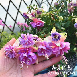 倒挂金钟盆栽 吊钟海棠 藤本灯笼花 耐半阴花卉 花期长