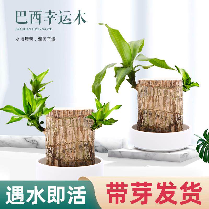 巴西木幸运木水养水培植物室内格鲁特办公室绿植小盆栽四季好养活