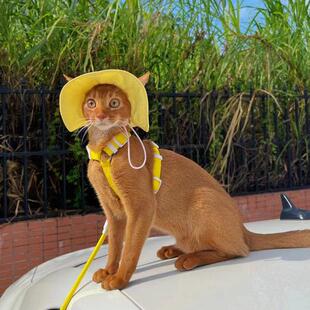 猫咪狗狗帽子夏季遮阳渔夫帽防脱落可调节漏耳朵出行防晒拍照神器