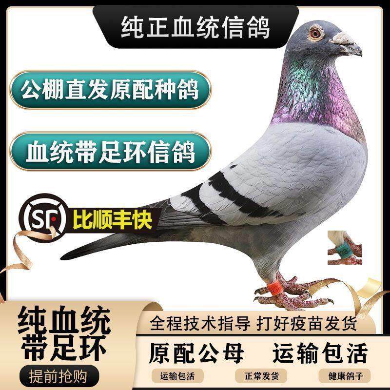 纯种信鸽鸽子活体一对公母赛鸽种鸽幼鸽吴淞信鸽詹森红狐原配种鸽