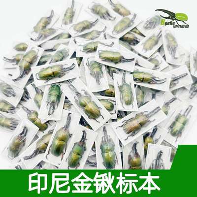 印尼金锹标本真昆虫锹形虫标本干制品原虫甲虫色彩花金龟科谱教学