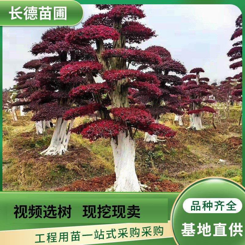 红花继木造型树耐寒冷红继木点缀于园林陆地量大从优