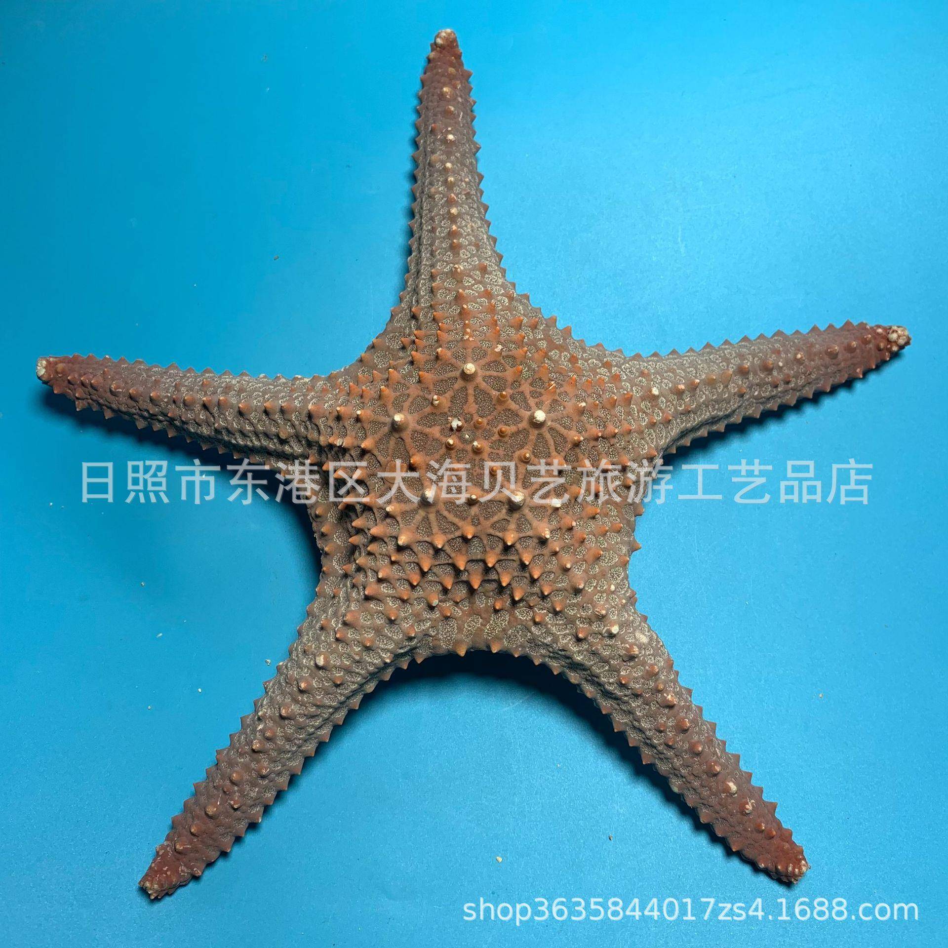 天然海螺贝壳五指霸王海星标本地中海风格婚庆道具地台装饰品摆件