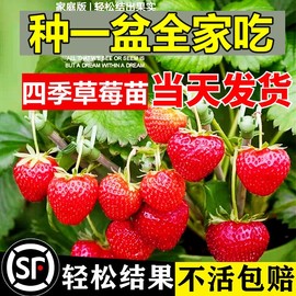 奶油草莓苗盆栽种籽子冬季带盆带土红颜，四季结果可食用种植新秧苗(新秧苗)