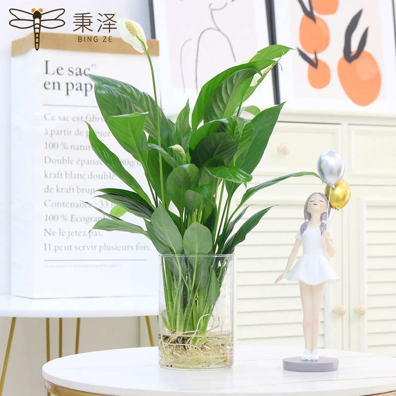 白掌水培植物一帆风顺室内绿植粉掌花卉盆栽带花发货四季常青红掌