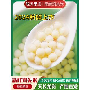 2024天长市龙岗特色鲜大果无囊手剥鸡头米糯米鸡头果原味500g