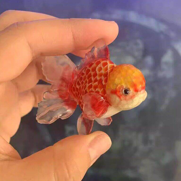 泰狮模型桌面摸鱼摆件可钻孔做汽车挂件