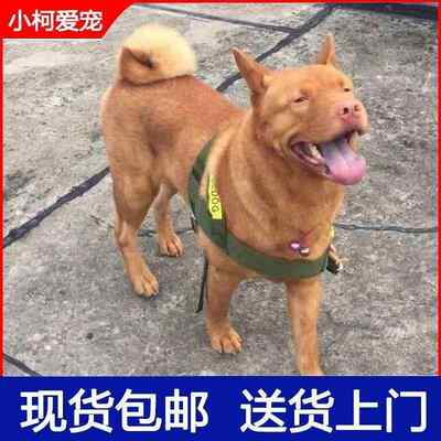 五红犬幼犬中华田园犬