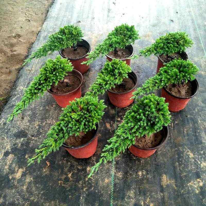 小型迎客松盆景真树松柏盆景盆景真树地柏盆景松柏盆景绿植