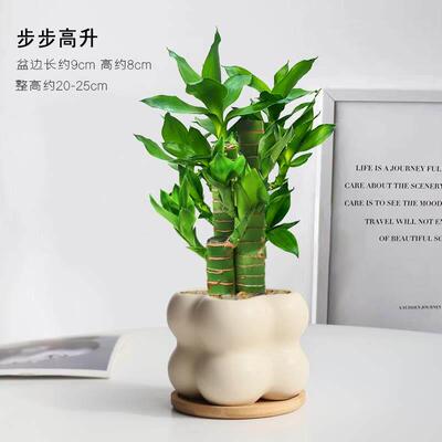 富贵竹室内盆栽步步高耐阴植物节节高客厅好养花卉文昌竹绿植盆景