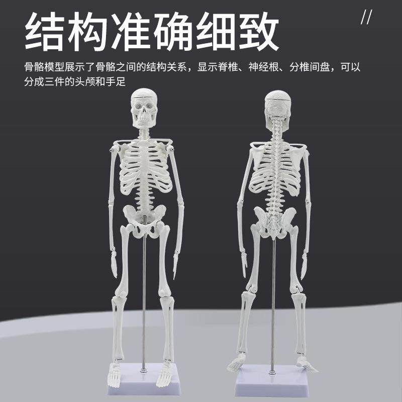 人骨架标本模型人体骨骼模型45CM关节可活动教学有支架骷髅骨架
