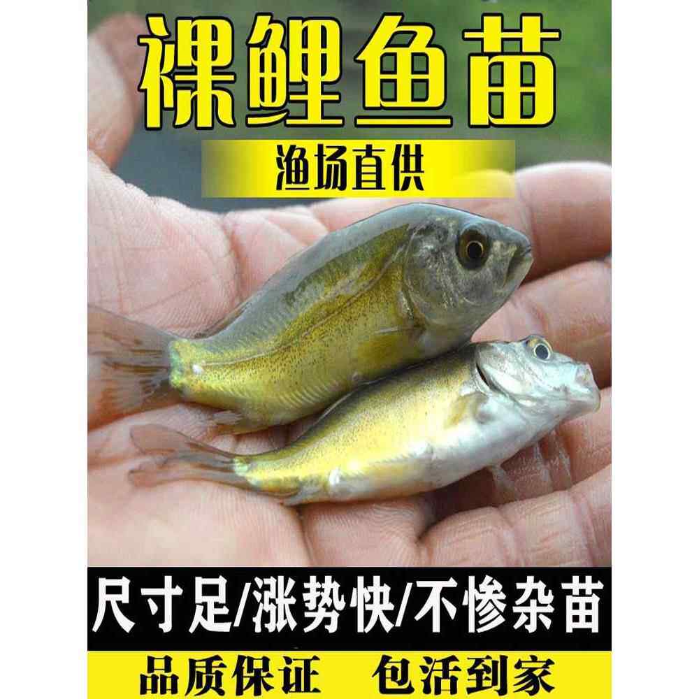 裸鲤鱼苗淡水养殖无甲无磷鲤鱼苗三道鳞食用德国镜鲤大型裸斑鱼苗