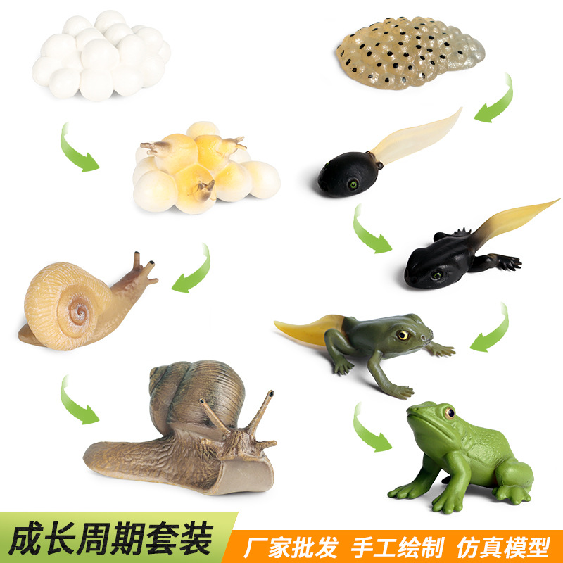 跨境仿真科教实心昆虫动物生长周期模型蜗牛青蛙成长周期玩具套装