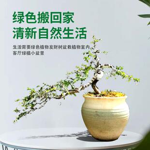 绿植花卉红花荀子白花荀子黄杨护栏鞭映山红火棘盆景素材