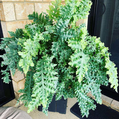 缀化蓝星水龙骨  达瓦娜 Phlebodium aureum 'Davana' 喜阴蕨类