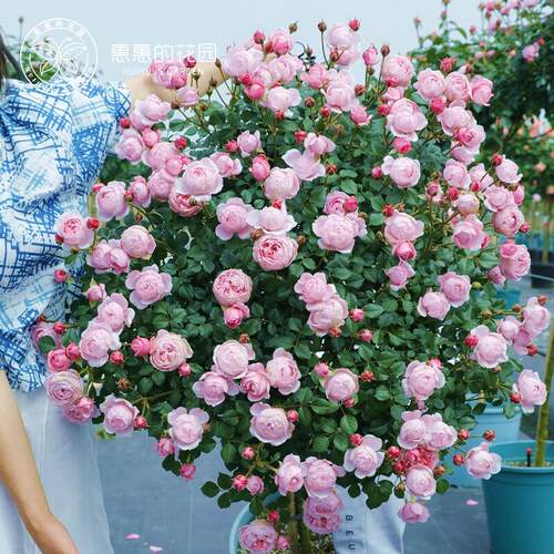 惠惠的花园月季苗果汁阳台玲之妖精1加仑嫁接棒棒糖多季成品盆栽