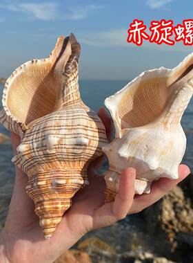 天然真贝壳海螺摆件赤旋螺鱼缸造景家居装饰品儿童礼物大海的声音