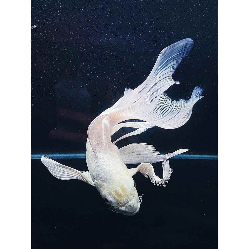 观赏鱼蝴蝶鲤小鱼活体短身球体狮头贵妃锦鲤白色纯种大尾鲤鱼活体